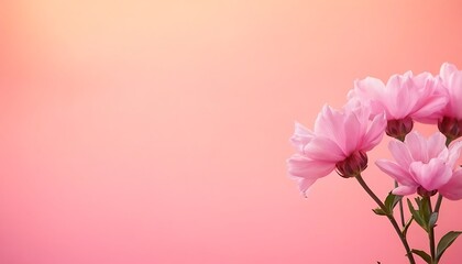 Fototapeta premium Pink Carnations on Pink Background - Beautiful Flowers for Spring - Colored Carnation - Background for Mother's Day, Woman's Day, Valentine's Day or Birthday - Space for Copy or Text,894
