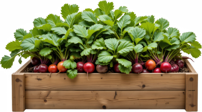 Fresh Red and Golden Beetroot Harvest in Wooden Planter Box Vibrant Garden Vegetables