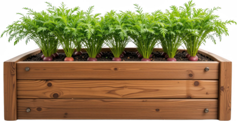 Vibrant Purple Carrots Growing in a Rustic Wooden Raised Garden Bed
