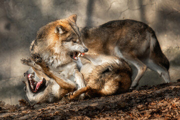 Aggressive Wolves (Canis lupus) fighting on leaf covered ground
