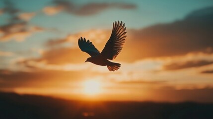 A serene photo of a bird flying close to a sunset or sunrise, with warm, golden hues highlighting the silhouette of the bird and creating a peaceful atmosphere.
