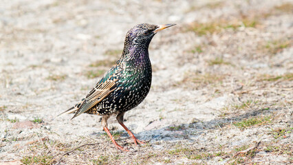 black winged blackbird