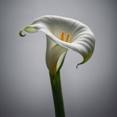 A single elegant white calla lily with its smooth petals curling into a perfect spiral, transparent background.
