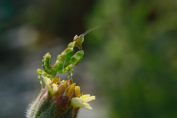 green grasshopper on a flower