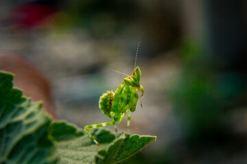 grasshopper on a leaf