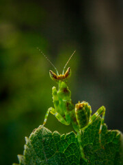 grasshopper on a leaf