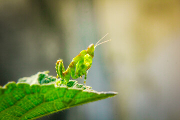 close up of a green caterpillar