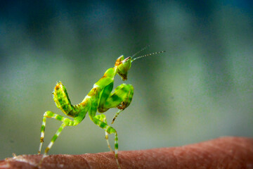 green praying mantis