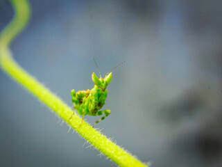 grasshopper on a leaf