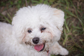 Bichon Frise puppy playing in the park white lap dog