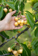 Close-up of a woman's hand picking white organic cherries from the tree