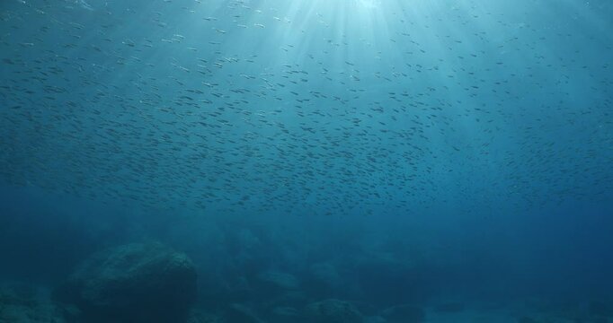 silverside atherina scenery underwater school of fish with sun beams and rays