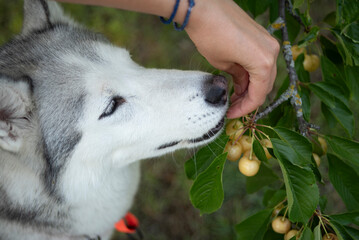 Beautiful Siberian Husky dog taking fresh white cherries from a woman's hand 