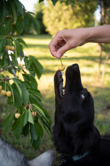 A beautiful black dog taking fresh white cherries from a woman's hand 