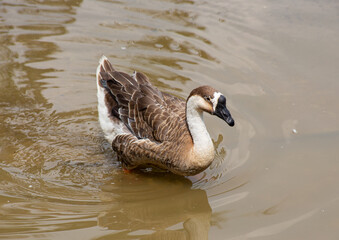 The goose's plumage, a captivating blend of browns and creams, reflects the sunlit water, creating a mesmerizing spectacle.
