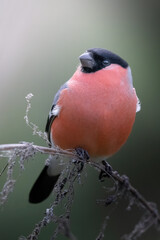 The Eurasian Bullfinch portrait