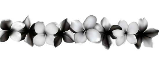 A long garland of black and white frangipani flowers on a transparent background.