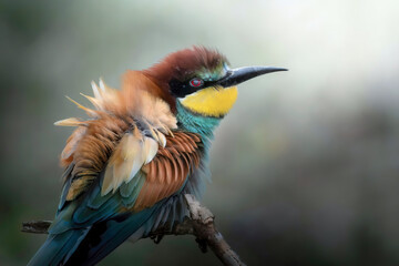 European Bee eater