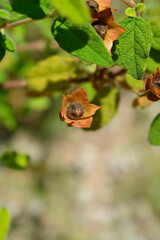 Sage-leaved rock-rose seed pod