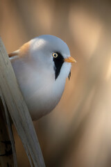 The bearded reedling closeup
