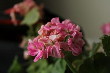 Obraz premium flower photo