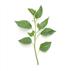 Obraz premium Fresh green leaves on a white background