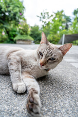 Playful Blue-Eyed Cat Reaching Out with Paw on Stone Tiles in Lush Garden