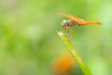 Golden Dragonfly Perched on Green Grass Blade, Close-Up Macro Shot