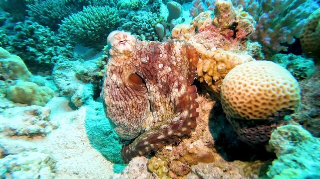 Common reef Red Sea octopus Abdopus horridus camouflaged hiding on tropical hard coral underwater in Egypt