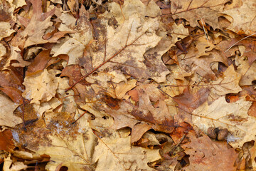 Background of fallen yellow oak leaves. Natural backgrounds and textures.