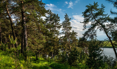 pine forest, tall trees and a trail, a place of rest and strength near lake