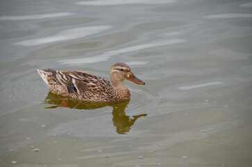 beautiful duck on the lake