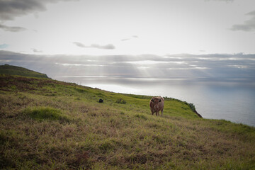 Cow grazing on a hillside overlooking the ocean in madeira island