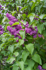 branch of blooming purple lilac in spring