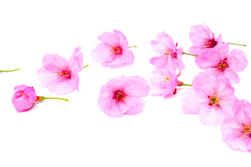 Cherry blossom isolated on white background. Sign of spring