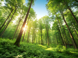 sun rays in forest