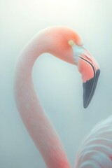 Naklejka premium Elegant flamingo gracefully poses amidst soft misty backdrop, sh
