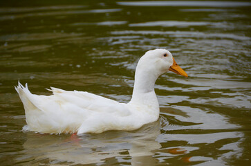 beautiful duck on the lake