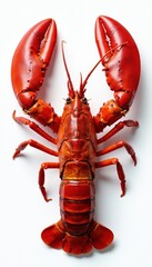 Large European lobster, claws extended, white background, exoskeleton, invertebrate, detail