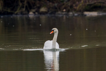 Fototapeta premium A Mute swan (Cygnus olor) bobbing on the water with a nice reflection of it on the waves