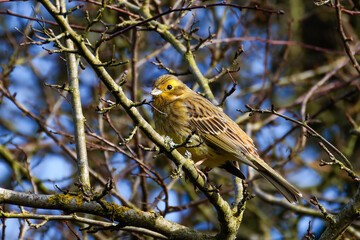 The yellowhammer (Emberiza citrinella) on a branch