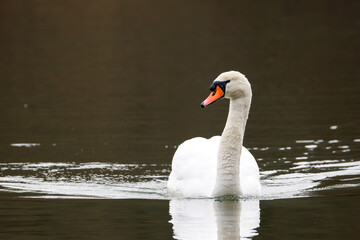 A Mute swan (Cygnus olor) bobbing on the water with a nice reflection of it on the waves