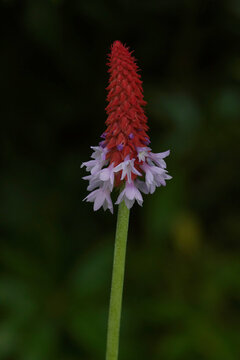 Primula vialii, Vial's primrose, against a dark background