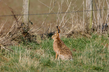 The European hare (Lepus europaeus), also known as the brown hare, agricultural fields