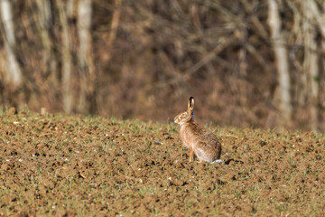 The European hare (Lepus europaeus), also known as the brown hare, agricultural fields