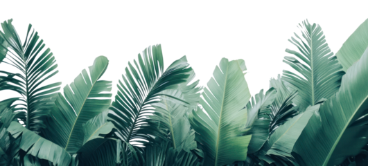 PNG Palm fronds and Banana leaves green leaf background.