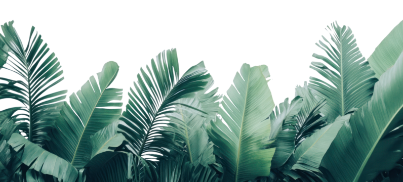 PNG Palm fronds and Banana leaves green leaf background.