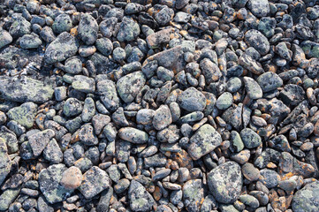 Closeup of pebbles covered with lichen in tundra. Rybachy Peninsula, Murmansk region, Russia