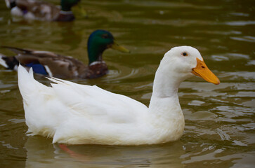 Fototapeta premium beautiful duck on the lake