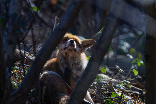A Fox between the trees bading in the sun. (Omnivorous mammals, familiy Canidae)